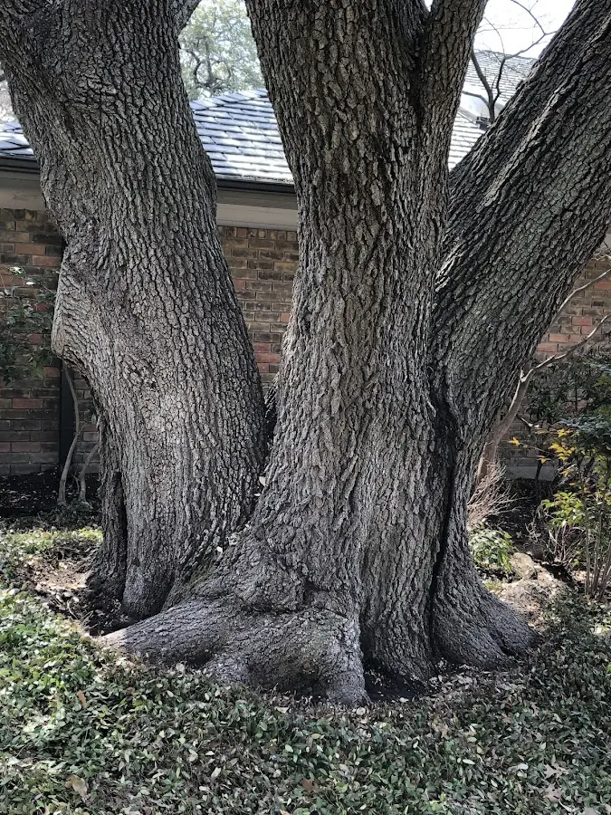 Mature heritage tree close to a Quimby property cared for by certified arborists